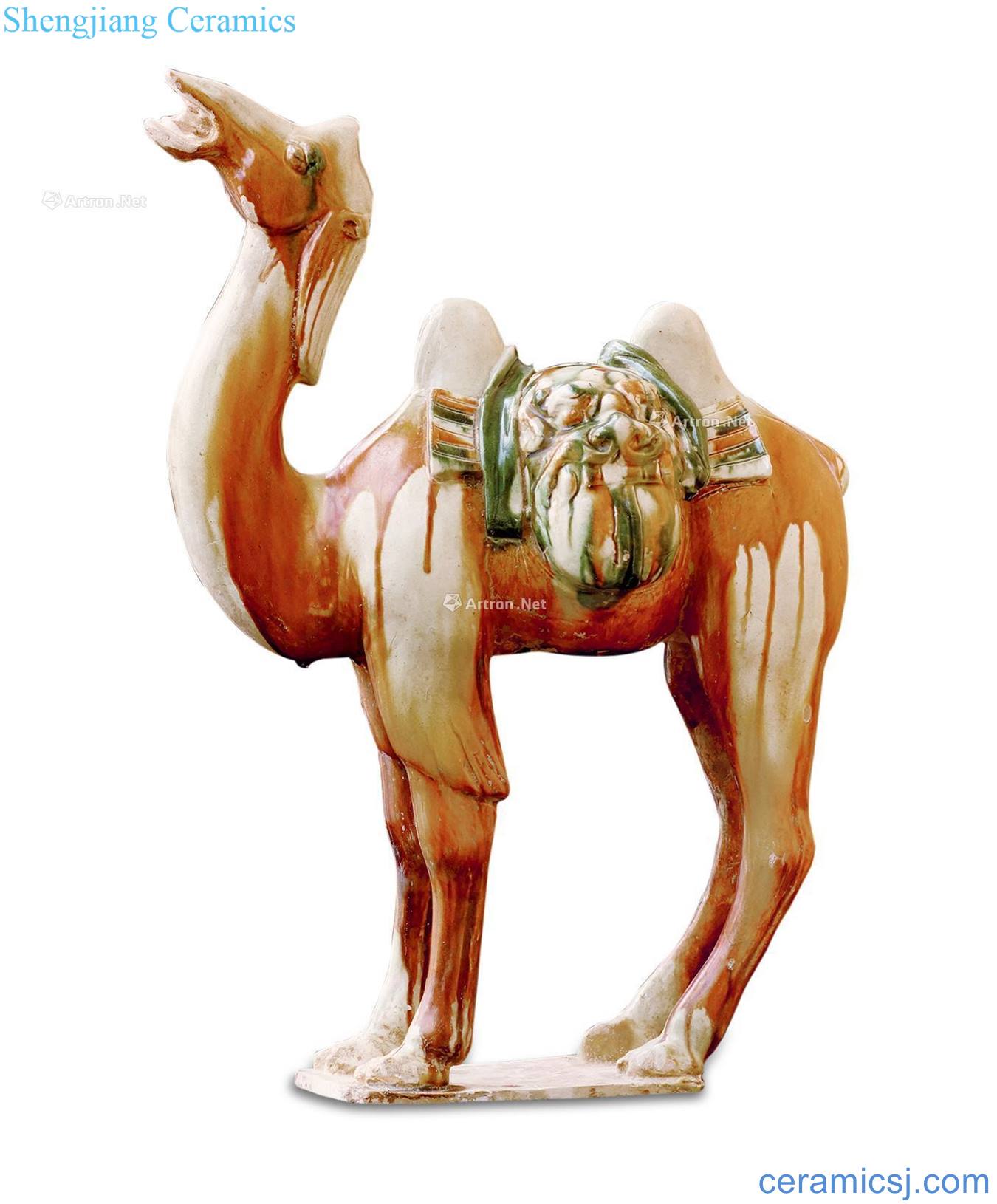 Tang yu day camel