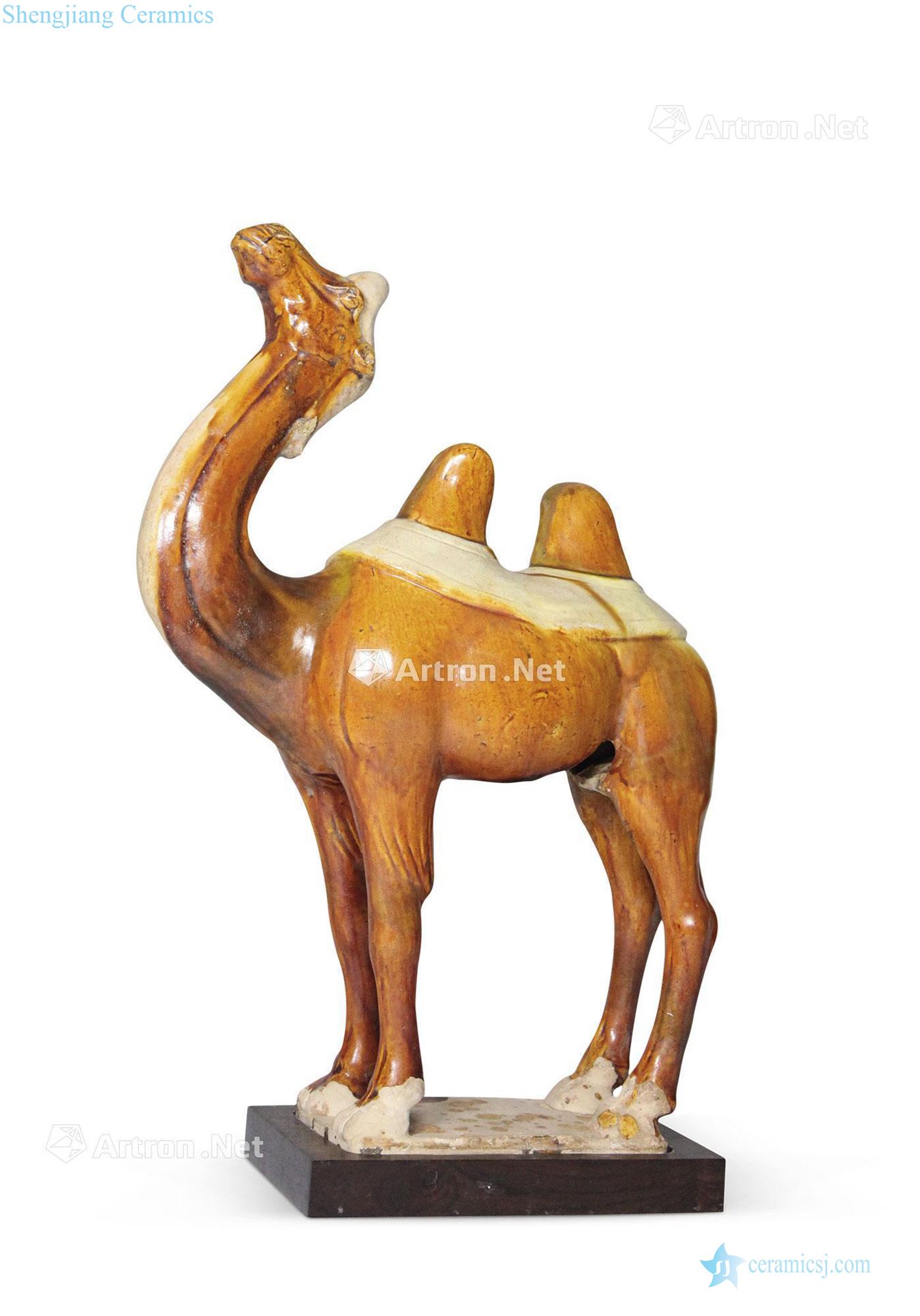 Tang brown color camel