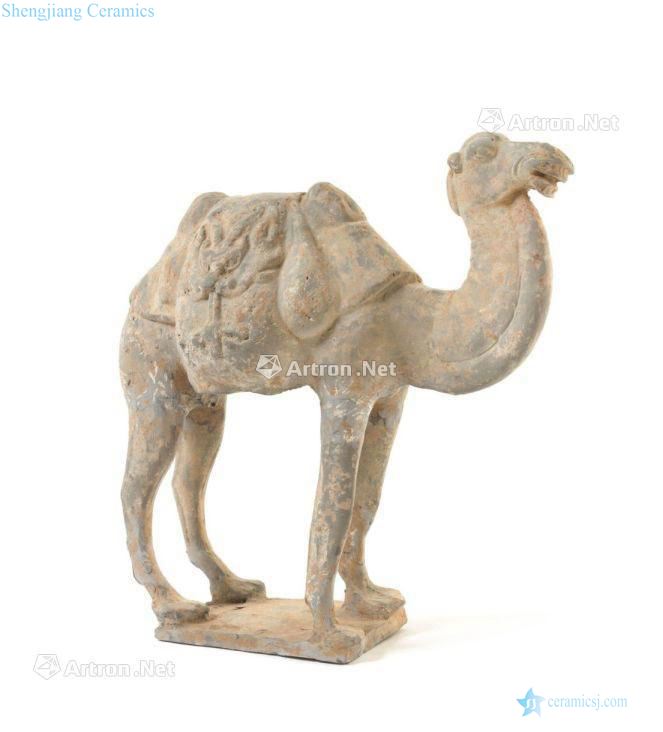 For tang pottery camel